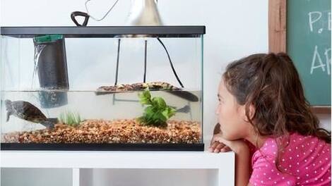 Aquarium: How to set up your turtle's home